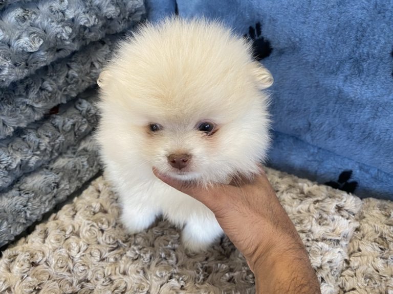 Pomeranian Puppies For Sale