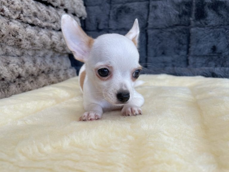 Teacup Chihuahua Puppies For Sale