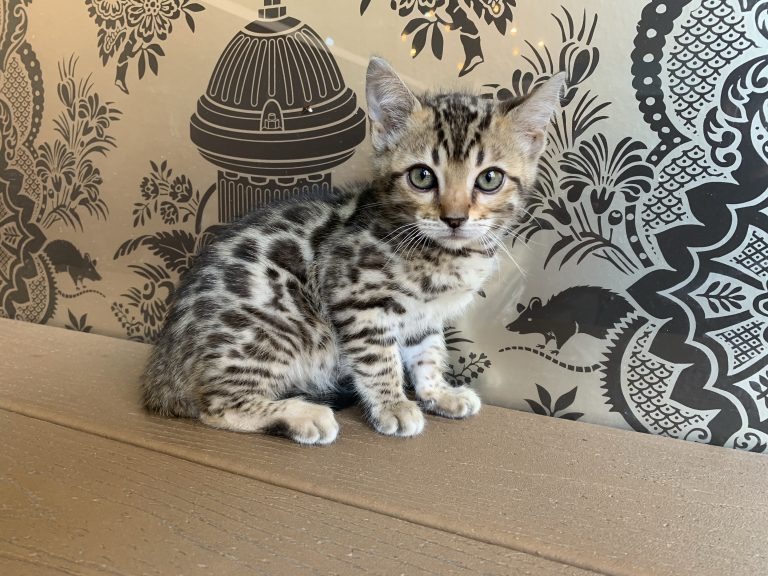 Bengal Kittens For Sale