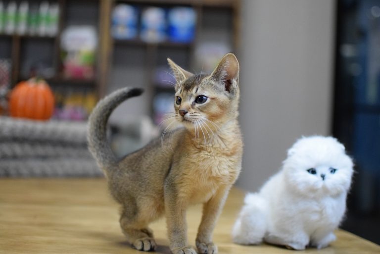 Abyssinian Kittens For Sale