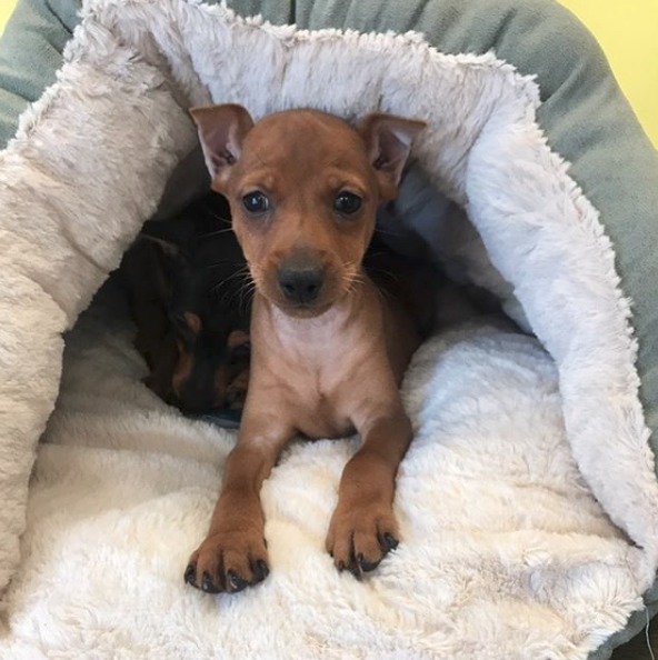 Miniature Pinscher Puppies For Sale