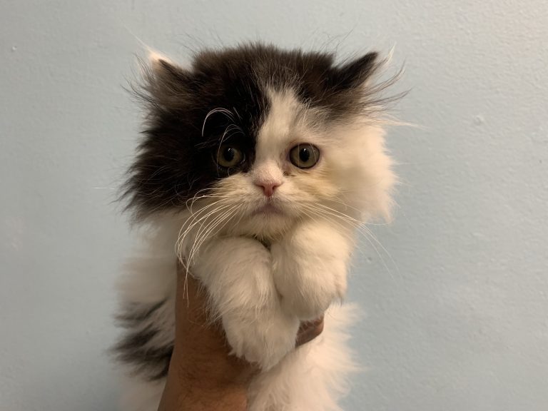 Persian Kittens For Sale