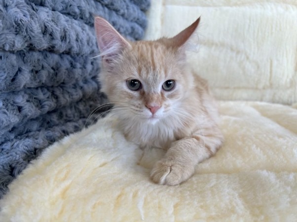 Maine Coon Cat Kitten