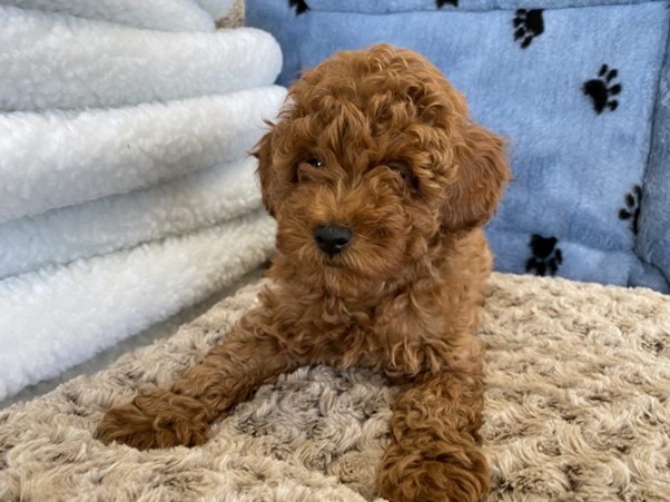 Teacup Poodle